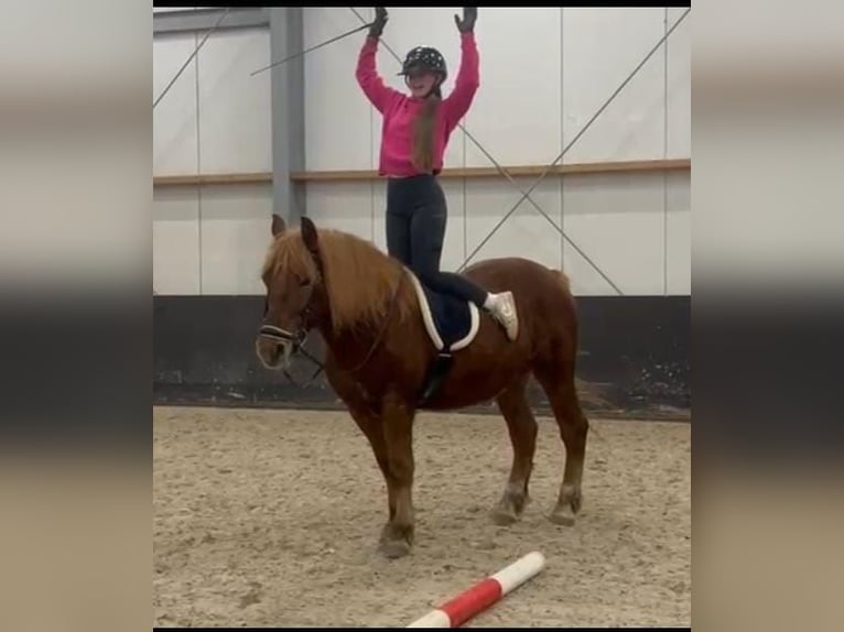 Haflinger / Avelignese Mix Castrone 11 Anni 153 cm Sauro in Nettetal