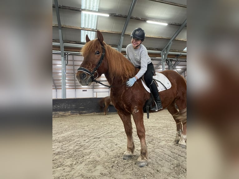 Haflinger / Avelignese Mix Castrone 11 Anni 153 cm Sauro in Nettetal