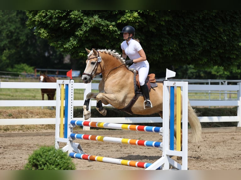 Haflinger / Avelignese Castrone 11 Anni 154 cm Sauro in Hamburg Spadenland