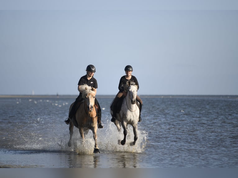 Haflinger / Avelignese Castrone 11 Anni 154 cm Sauro in Hamburg Spadenland