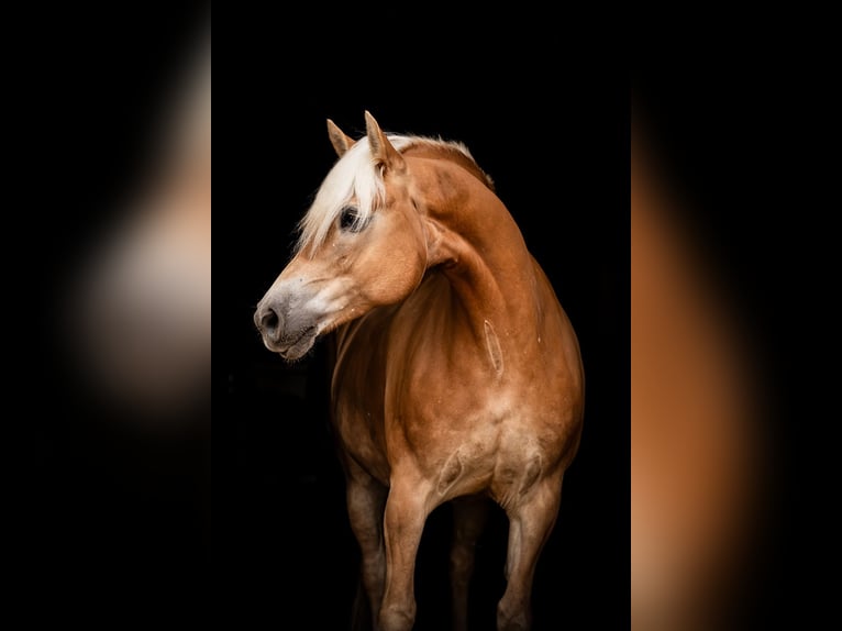 Haflinger / Avelignese Castrone 11 Anni 155 cm Sauro in Ballenstedt