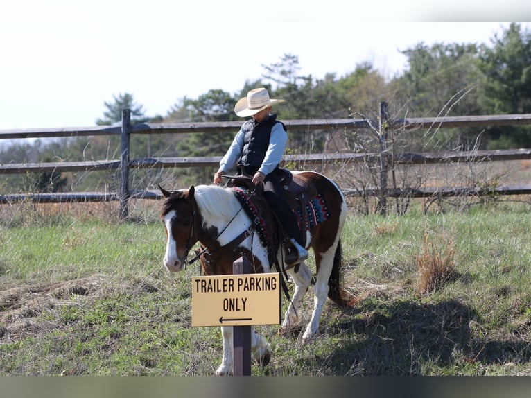 Haflinger / Avelignese Castrone 12 Anni 147 cm Pezzato in Rebersburg