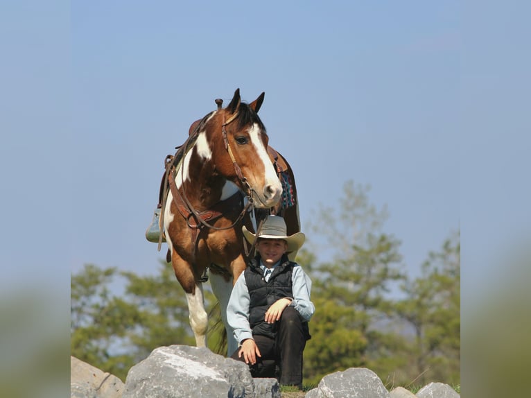Haflinger / Avelignese Castrone 12 Anni 147 cm Pezzato in Rebersburg