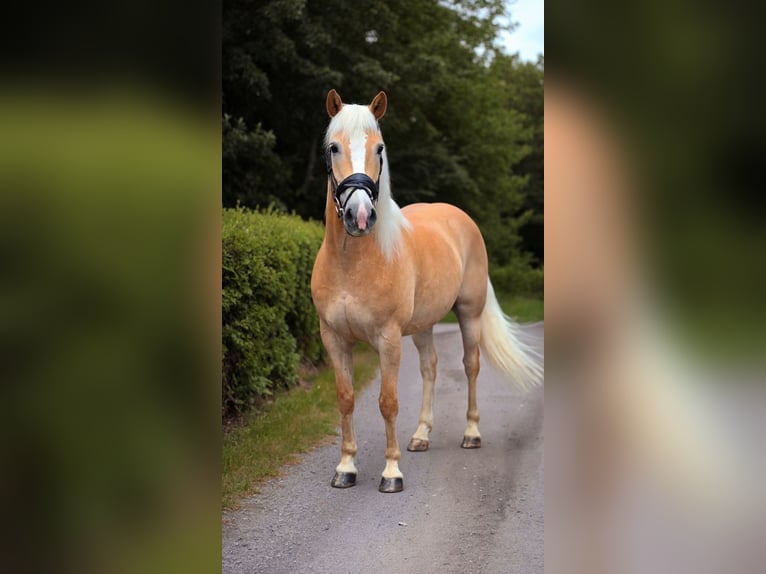 Haflinger / Avelignese Castrone 12 Anni 148 cm Palomino in Warendorf