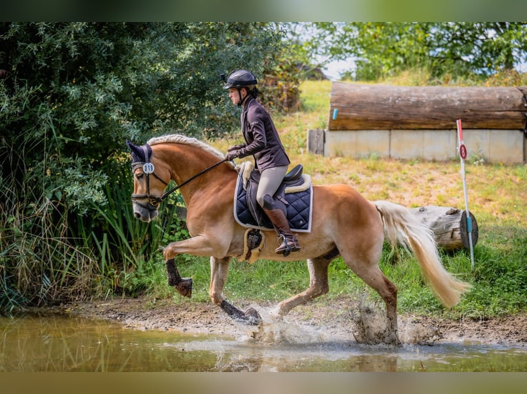 Haflinger / Avelignese Castrone 12 Anni 150 cm Sauro in Wingst