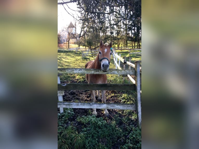 Haflinger / Avelignese Castrone 12 Anni 155 cm Sauro ciliegia in Rassach
