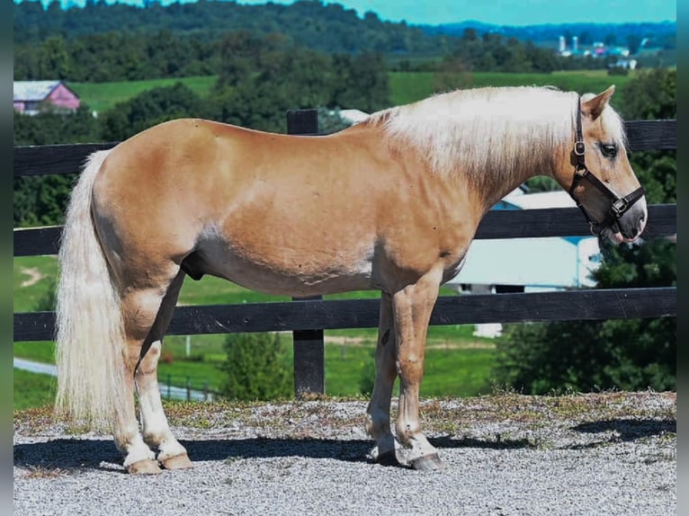 Haflinger / Avelignese Castrone 12 Anni Sauro ciliegia in Millersburg