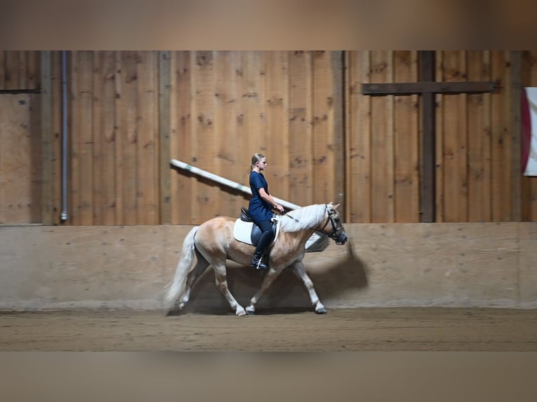 Haflinger / Avelignese Castrone 12 Anni Sauro ciliegia in Millersburg