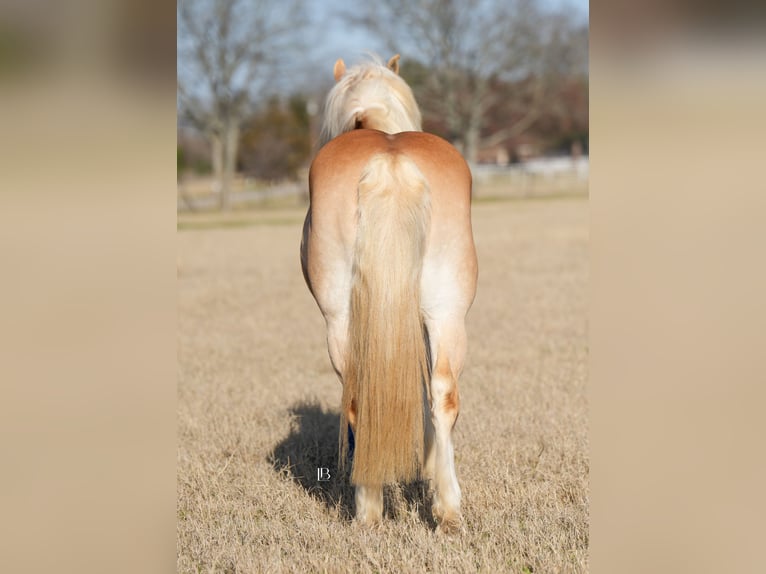 Haflinger / Avelignese Castrone 13 Anni 147 cm Sauro scuro in Terrell