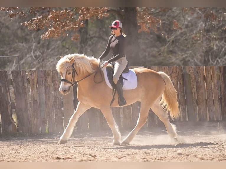 Haflinger / Avelignese Castrone 13 Anni 147 cm Sauro scuro in Terrell