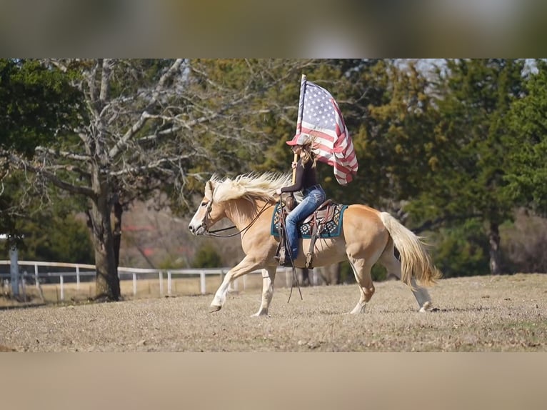 Haflinger / Avelignese Castrone 13 Anni 147 cm Sauro scuro in Terrell