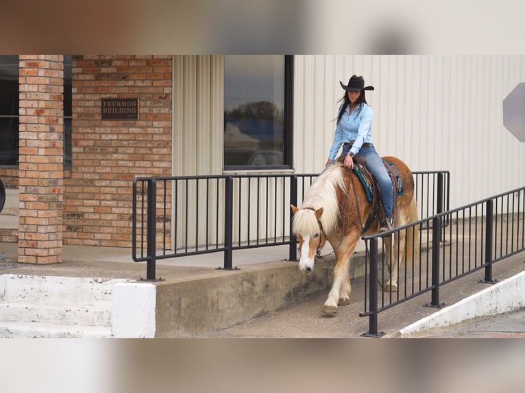 Haflinger / Avelignese Castrone 13 Anni 147 cm Sauro scuro in Terrell