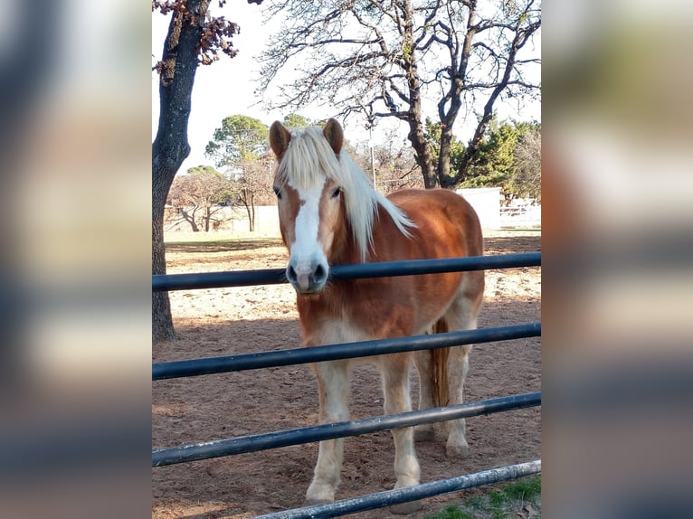 Haflinger / Avelignese Castrone 13 Anni 147 cm Sauro scuro in Terrell