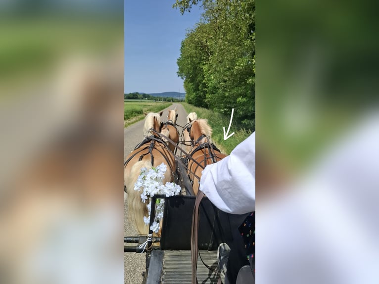 Haflinger / Avelignese Castrone 13 Anni 148 cm Sauro in SEEBACH