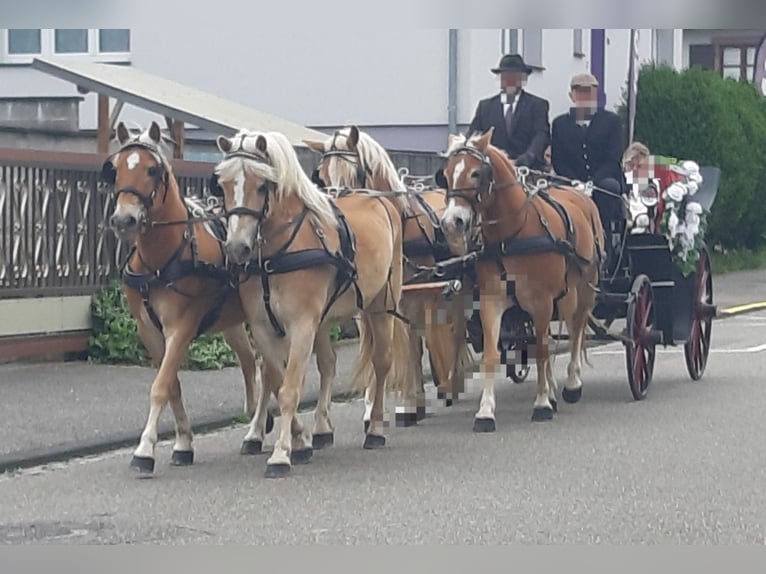 Haflinger / Avelignese Castrone 13 Anni 148 cm Sauro in SEEBACH