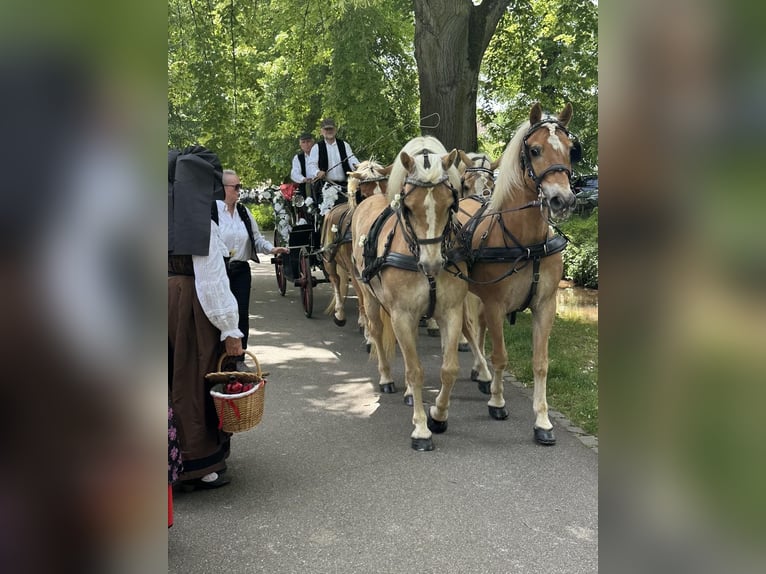Haflinger / Avelignese Castrone 13 Anni 148 cm Sauro in SEEBACH