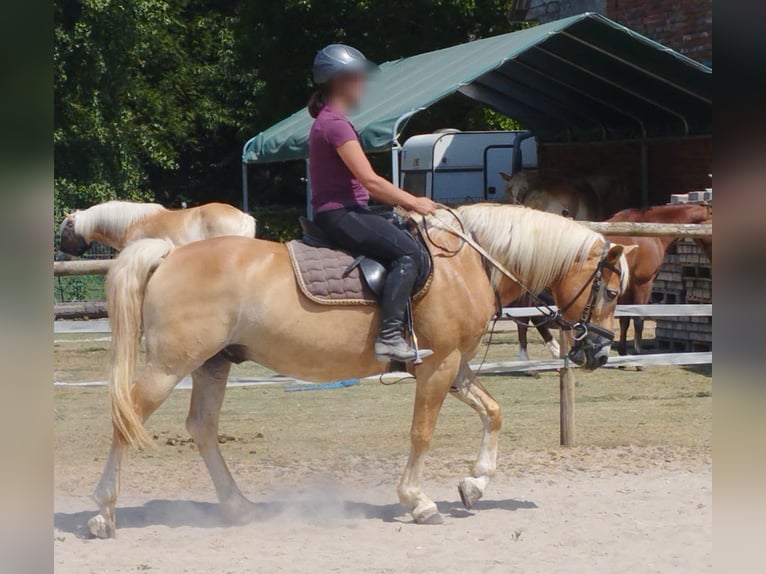Haflinger / Avelignese Castrone 13 Anni 148 cm Sauro in SEEBACH