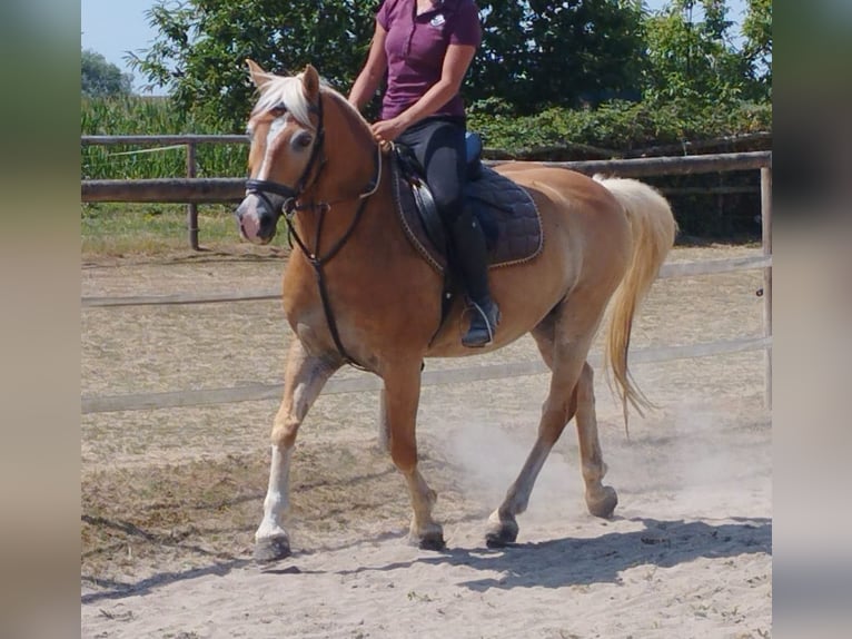 Haflinger / Avelignese Castrone 13 Anni 148 cm Sauro in SEEBACH