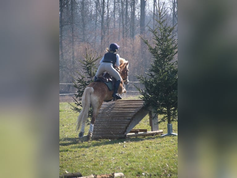 Haflinger / Avelignese Castrone 13 Anni 148 cm Sauro in Görwihl