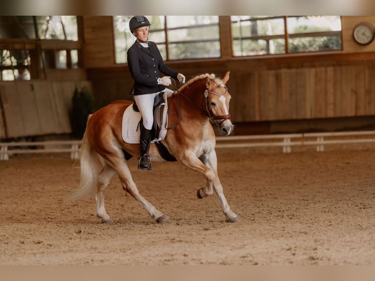 Haflinger / Avelignese Castrone 13 Anni 148 cm Sauro in Görwihl