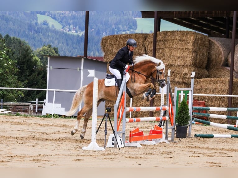 Haflinger / Avelignese Castrone 13 Anni 148 cm Sauro ciliegia in Bullendorf