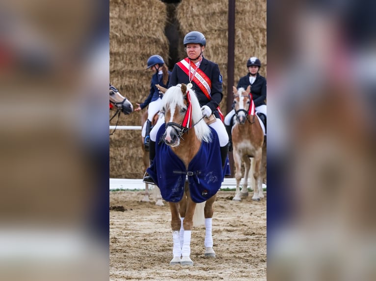 Haflinger / Avelignese Castrone 13 Anni 148 cm Sauro ciliegia in Bullendorf