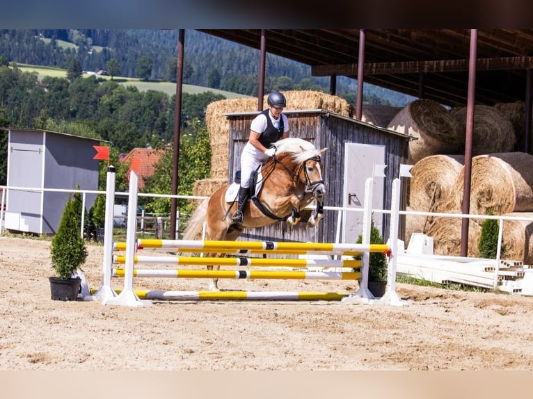 Haflinger / Avelignese Castrone 13 Anni 148 cm Sauro ciliegia in Bullendorf