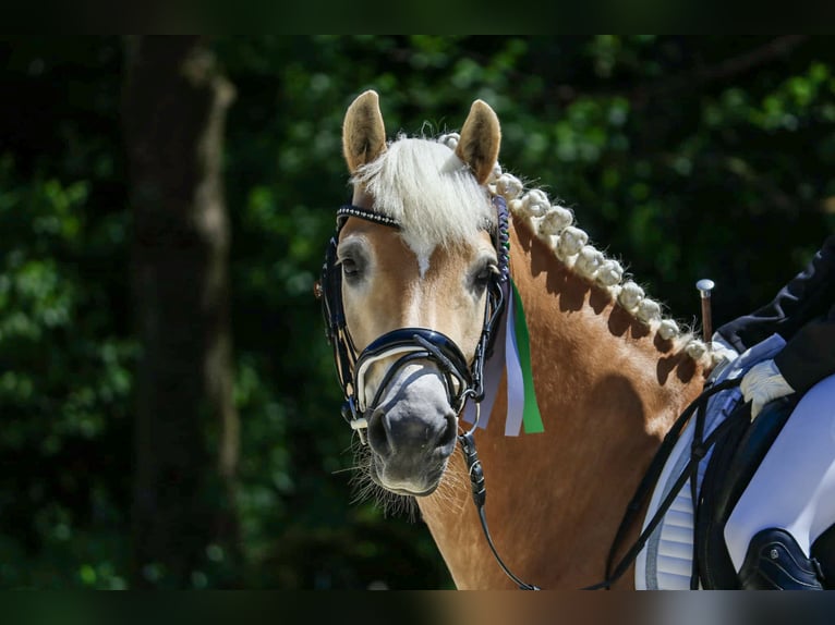 Haflinger / Avelignese Castrone 13 Anni 150 cm Sauro in Pabneukirchen