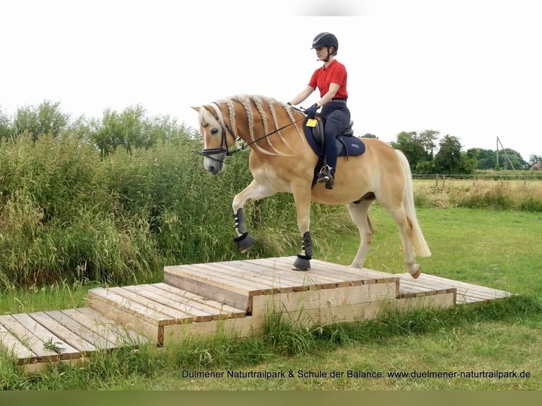 Haflinger / Avelignese Castrone 13 Anni 154 cm Sauro in Arnsberg