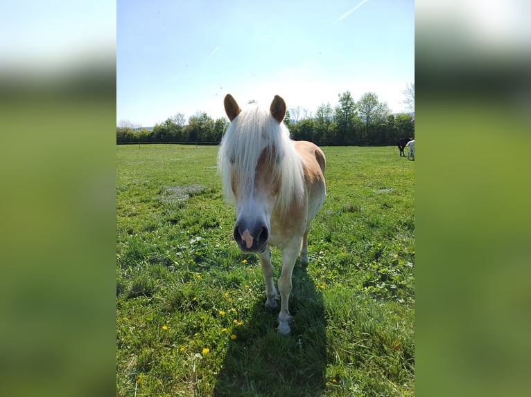 Haflinger / Avelignese Castrone 13 Anni 156 cm Sauro in St. Pölten