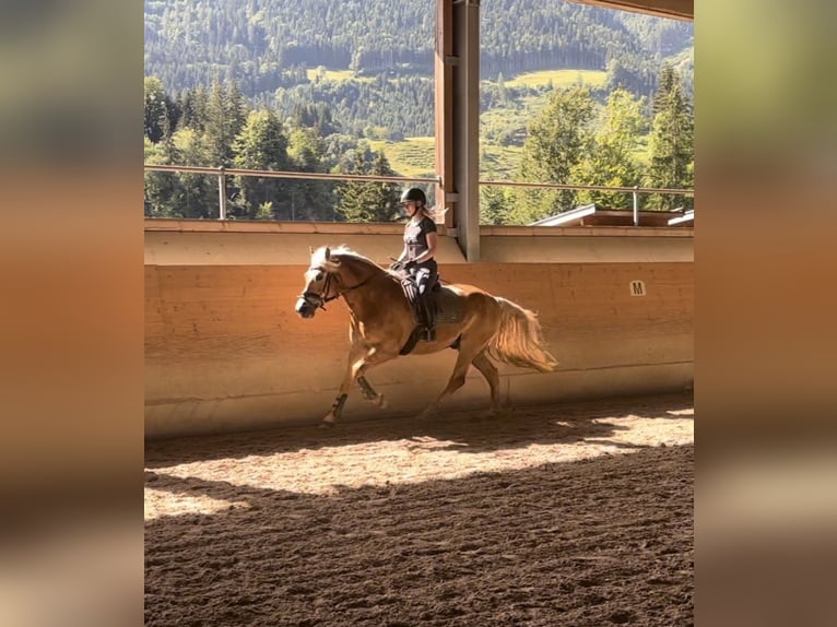 Haflinger / Avelignese Castrone 13 Anni 160 cm Sauro in Schwarzach im Pongau
