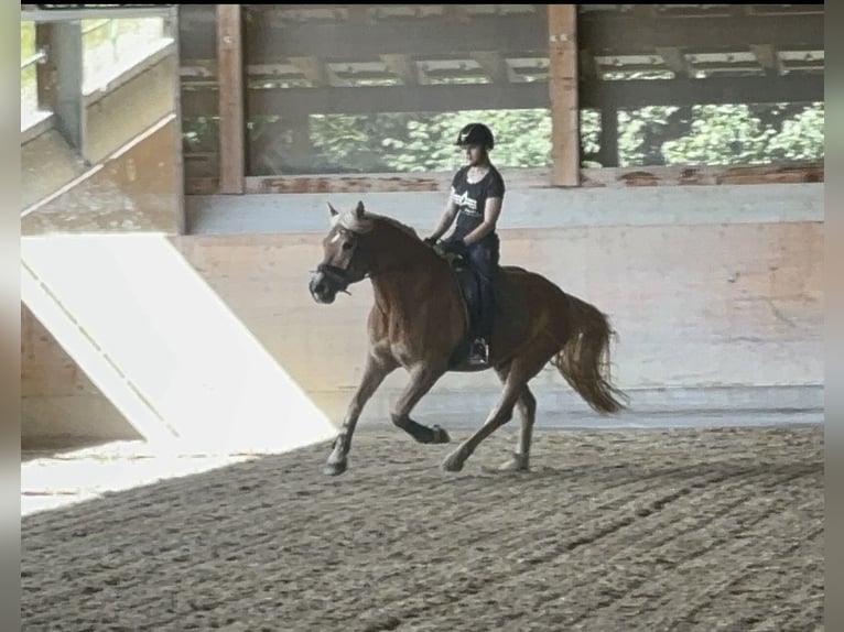 Haflinger / Avelignese Castrone 13 Anni 160 cm Sauro in Schwarzach im Pongau