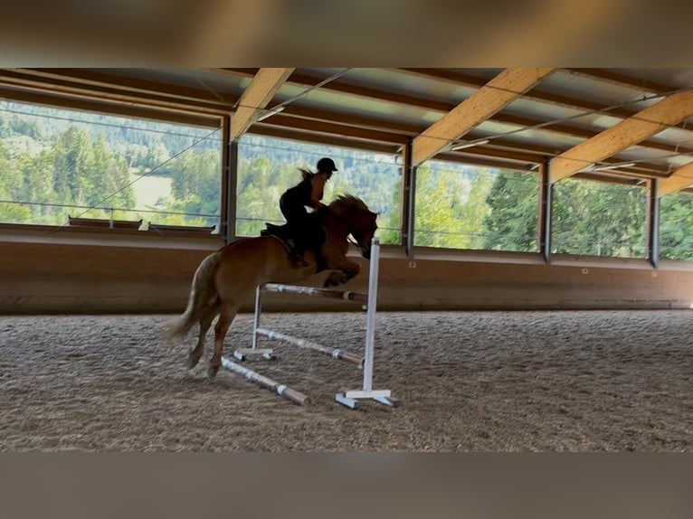 Haflinger / Avelignese Castrone 13 Anni 160 cm Sauro in Schwarzach im Pongau