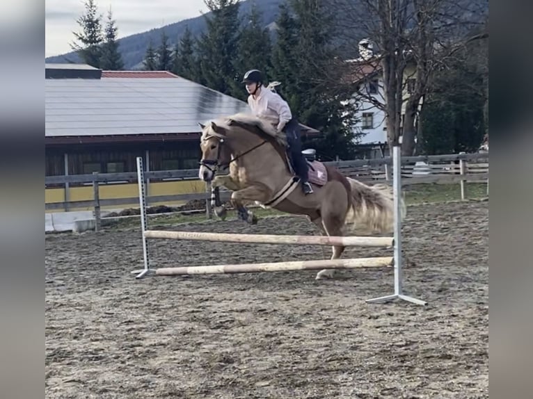 Haflinger / Avelignese Castrone 13 Anni 160 cm Sauro in Schwarzach im Pongau
