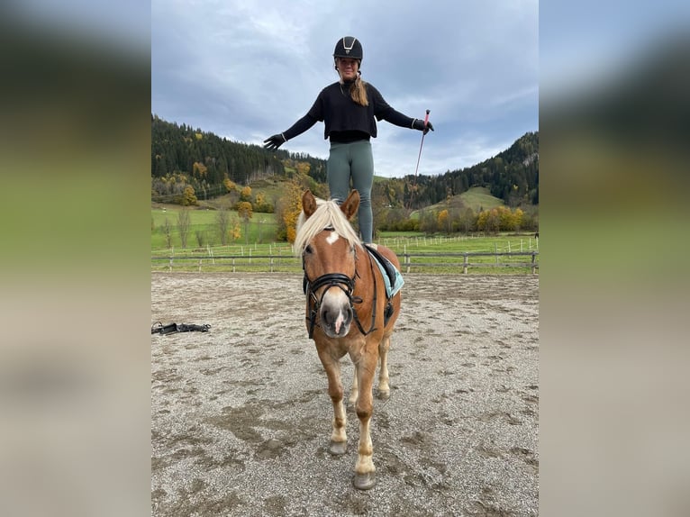 Haflinger / Avelignese Castrone 13 Anni 160 cm Sauro in Schwarzach im Pongau