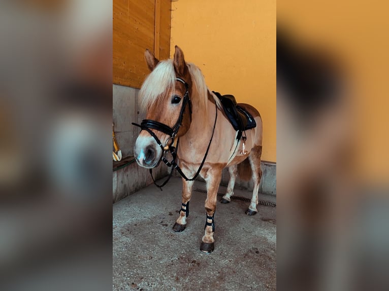 Haflinger / Avelignese Castrone 13 Anni 160 cm Sauro in Schwarzach im Pongau