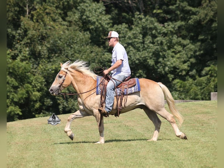 Haflinger / Avelignese Castrone 13 Anni Sauro scuro in Mount Vernon