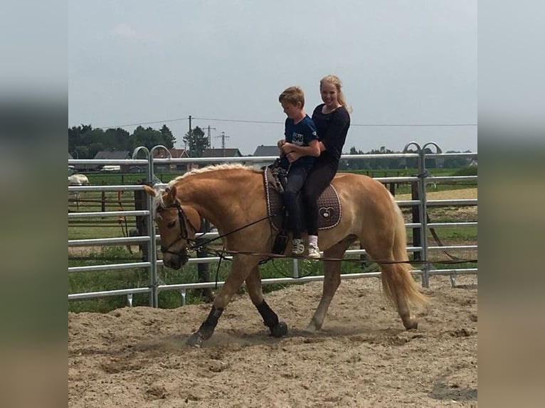 Haflinger / Avelignese Castrone 14 Anni 146 cm Sauro in Nettetal