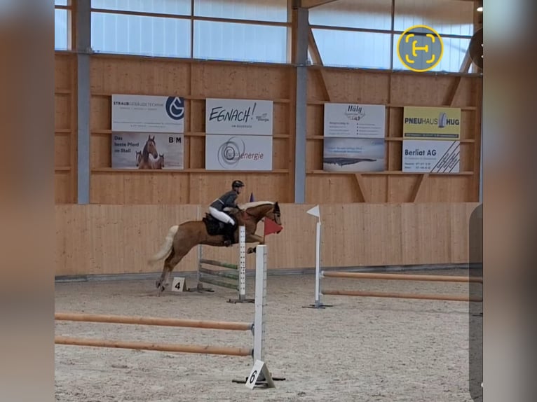 Haflinger / Avelignese Castrone 14 Anni 146 cm Sauro in Hügelsheim