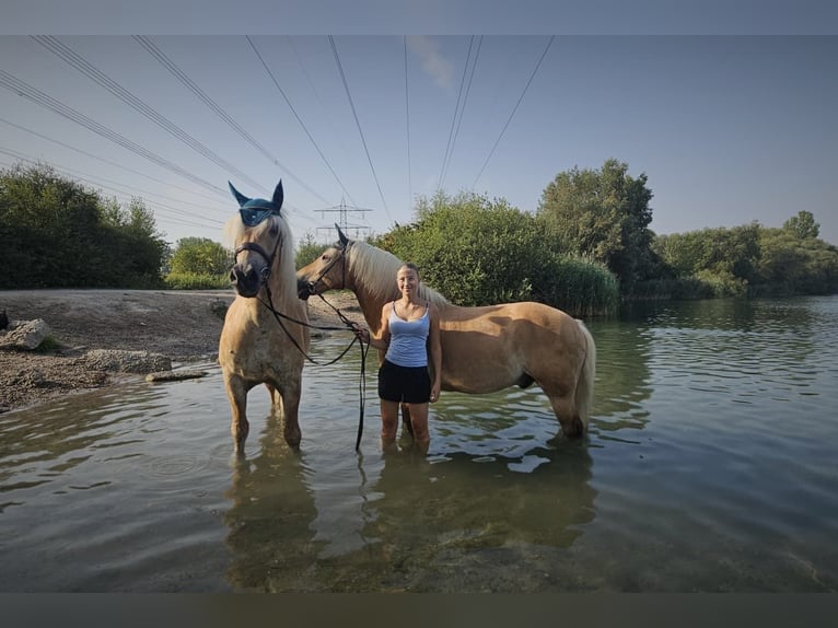 Haflinger / Avelignese Castrone 14 Anni 150 cm  in Altlußheim