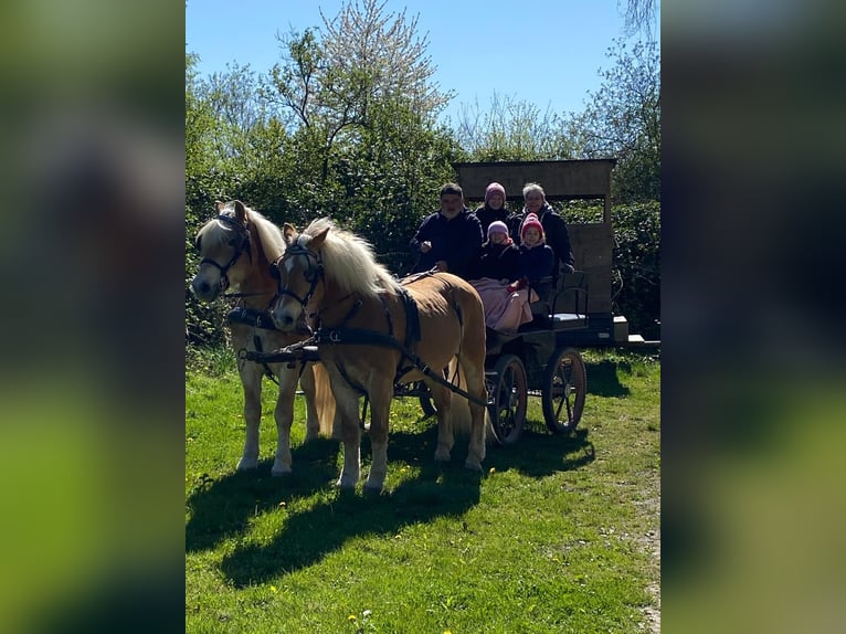 Haflinger / Avelignese Castrone 14 Anni 150 cm  in Altlußheim