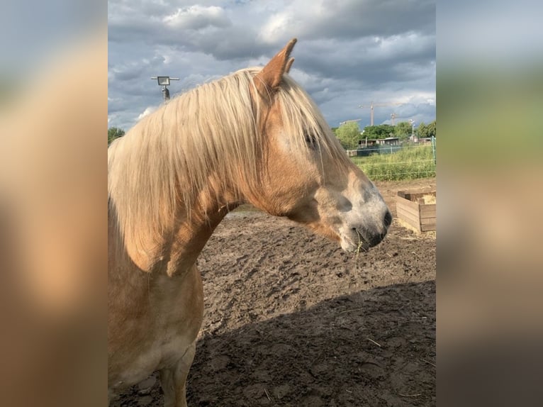 Haflinger / Avelignese Castrone 14 Anni 150 cm in Berlin