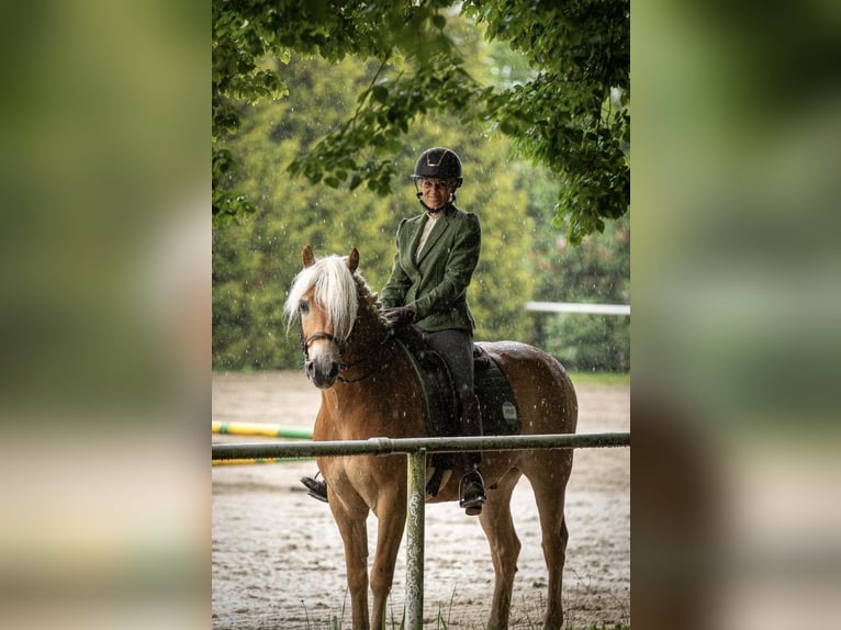 Haflinger / Avelignese Castrone 14 Anni 150 cm Sauro in Villach
