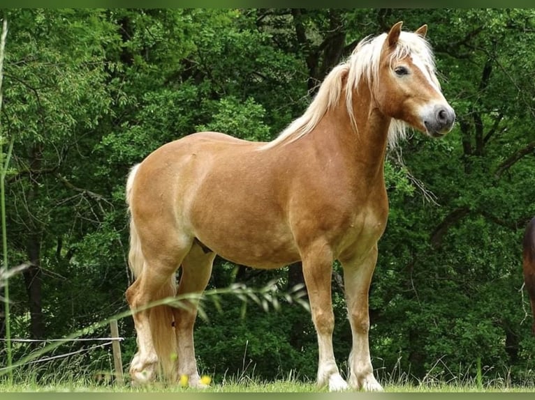 Haflinger / Avelignese Castrone 14 Anni 152 cm Sauro in Hessisch Lichtenau