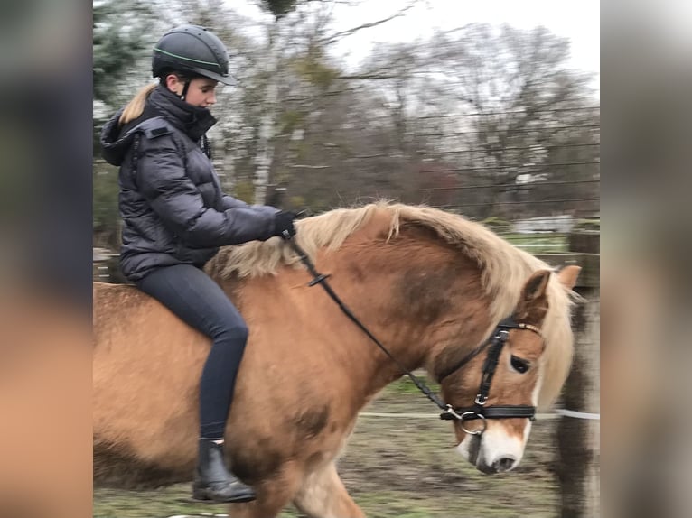 Haflinger / Avelignese Castrone 14 Anni 154 cm Champagne in Ludwigslust