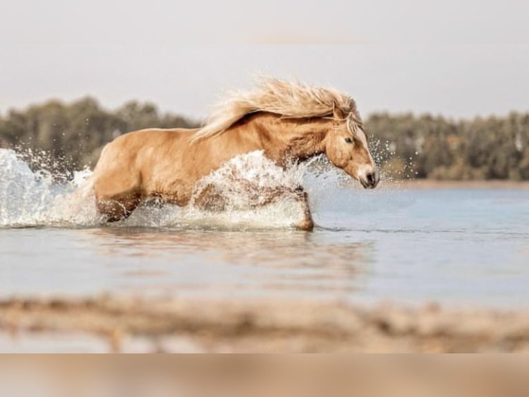 Haflinger / Avelignese Castrone 14 Anni 154 cm Champagne in Ludwigslust