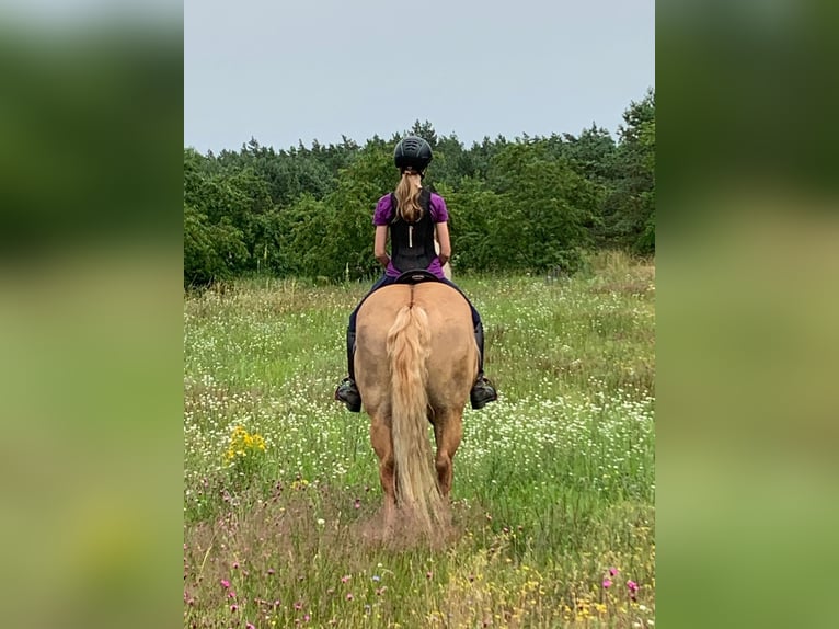 Haflinger / Avelignese Castrone 14 Anni 154 cm Champagne in Ludwigslust