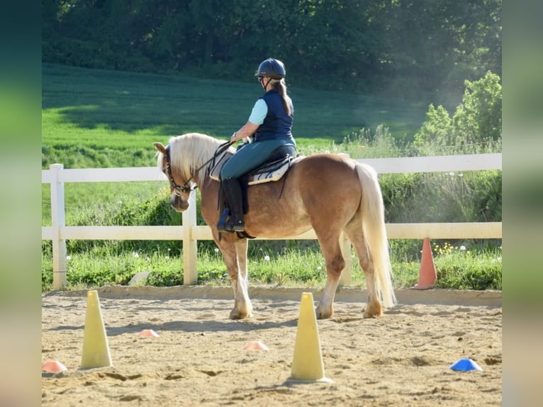 Haflinger / Avelignese Castrone 14 Anni 154 cm Sauro in Pelmberg