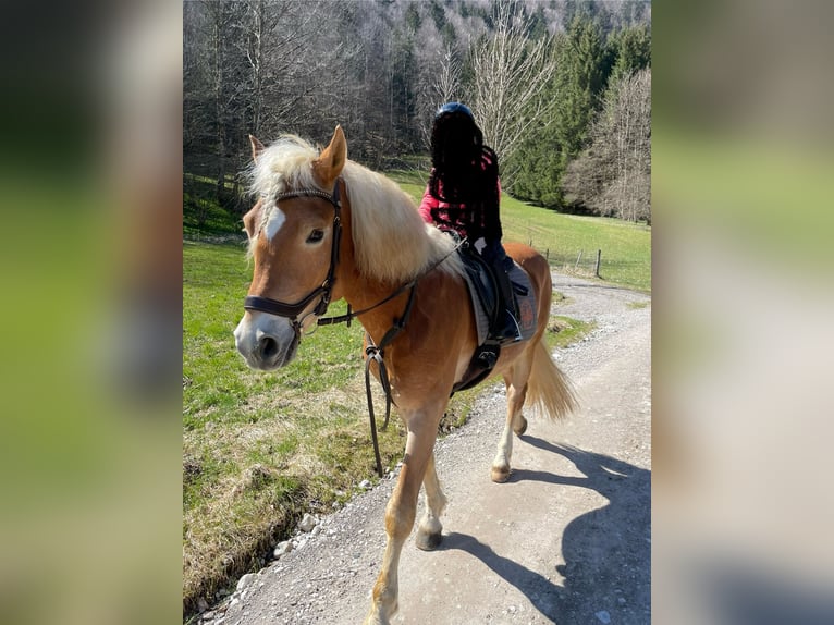 Haflinger / Avelignese Castrone 14 Anni 156 cm Sauro in Rottach-Egern