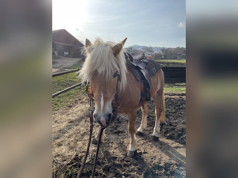 Haflinger / Avelignese Castrone 14 Anni  in Gaildorf